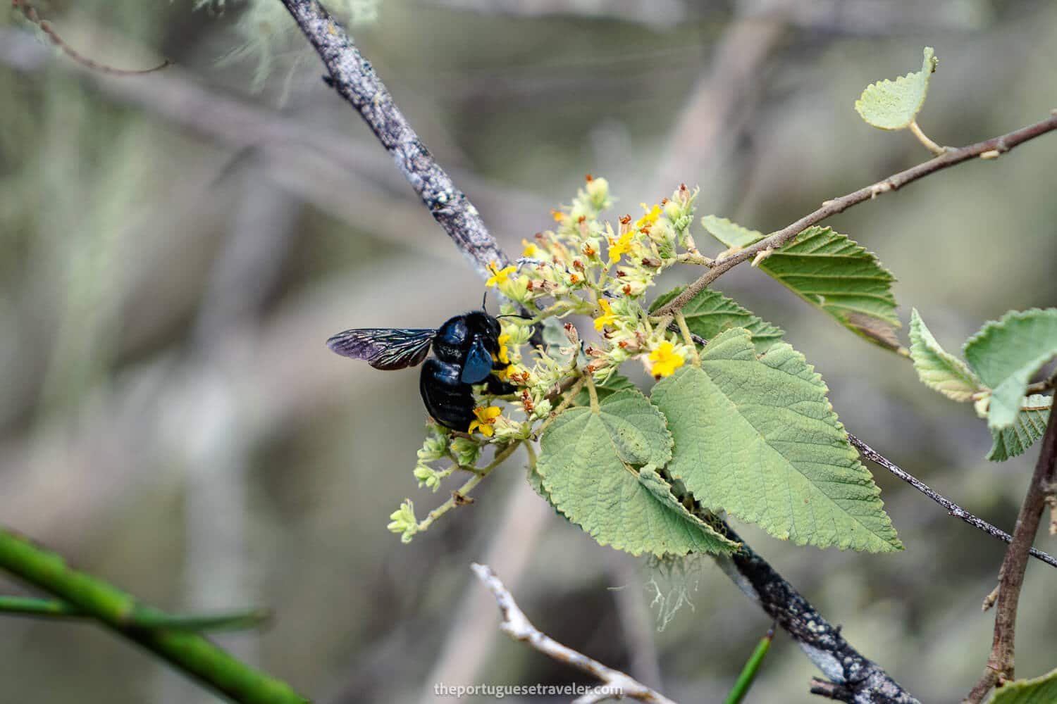A Galapagos carpenter bee at the Cerro Colorado tortoise breeding centre
