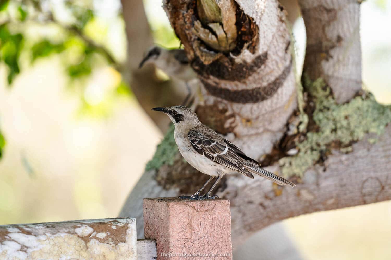 A cucuve mockingbird at the tortoise centre's entrance