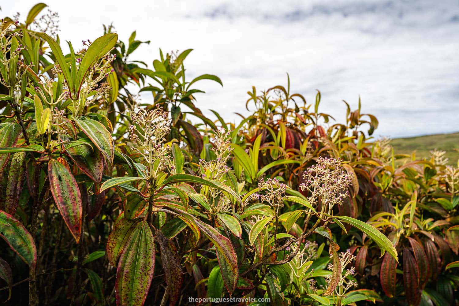 Miconia Shrubs flowers