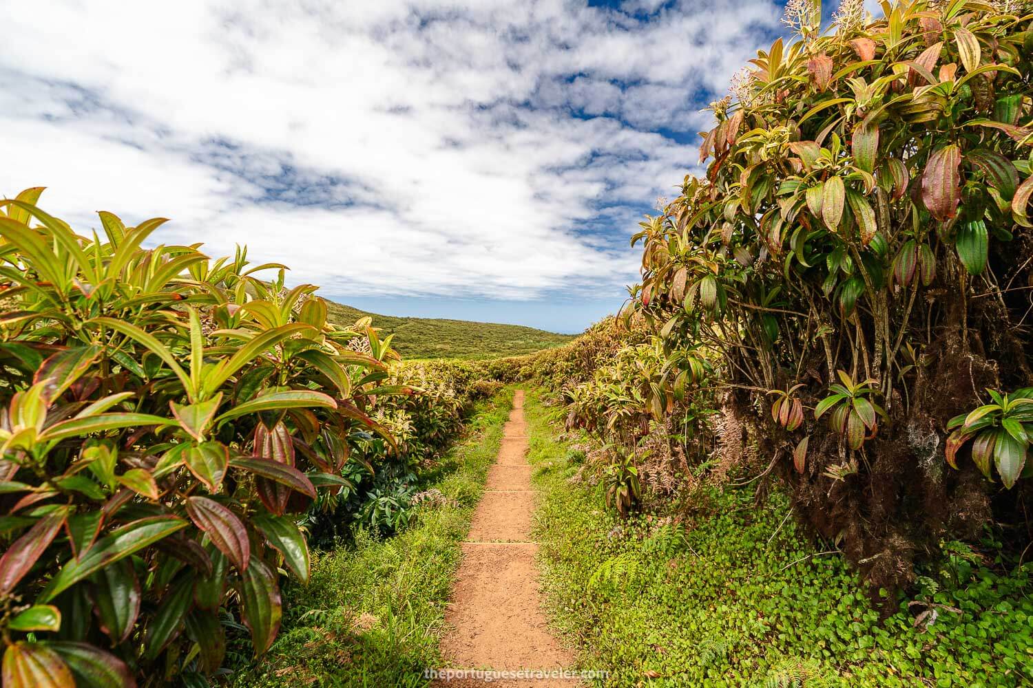 Galapagos Miconia shrubs in El Junco, part of the Highlands Tour in San Cristobal