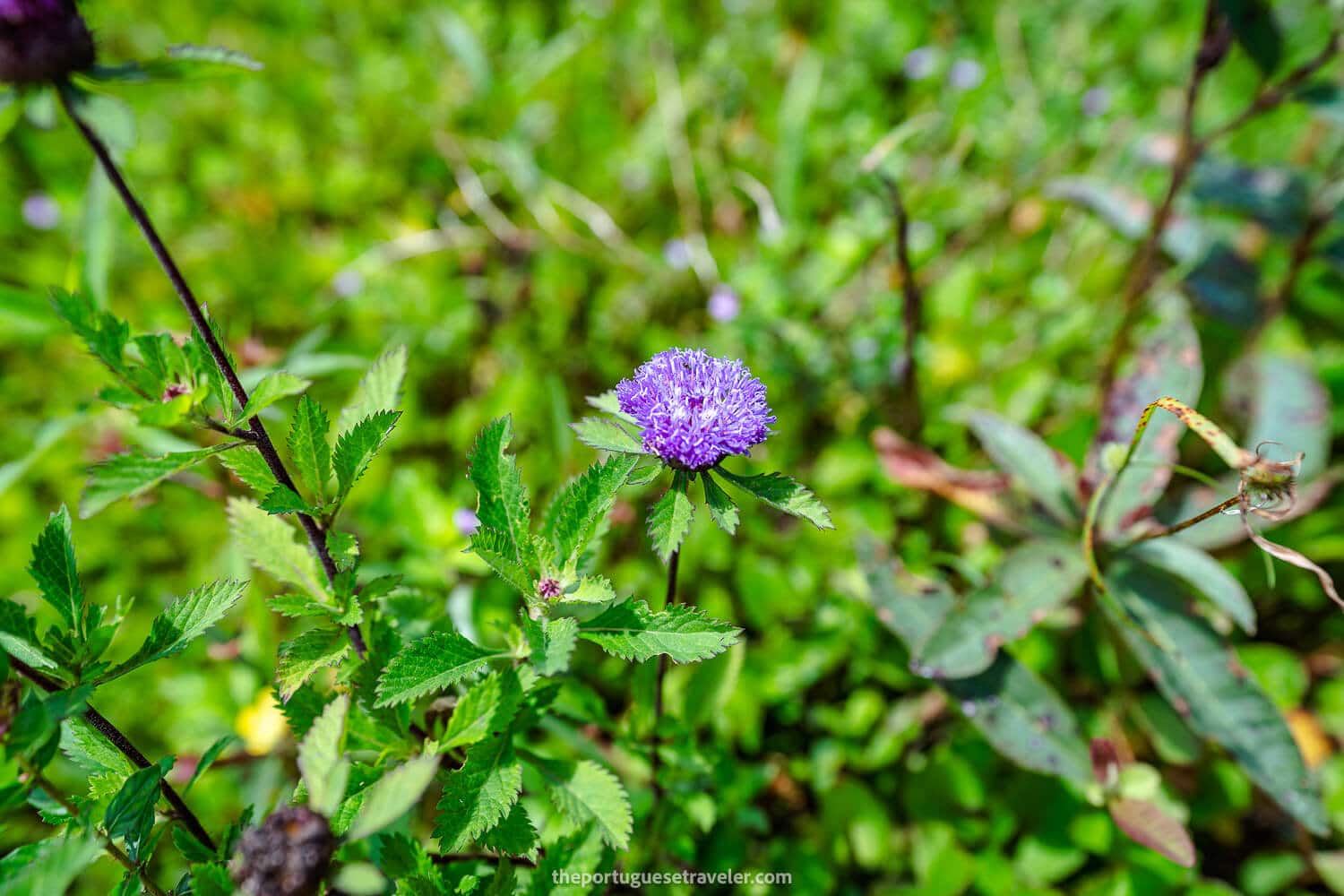 A button flower on the way to the lake