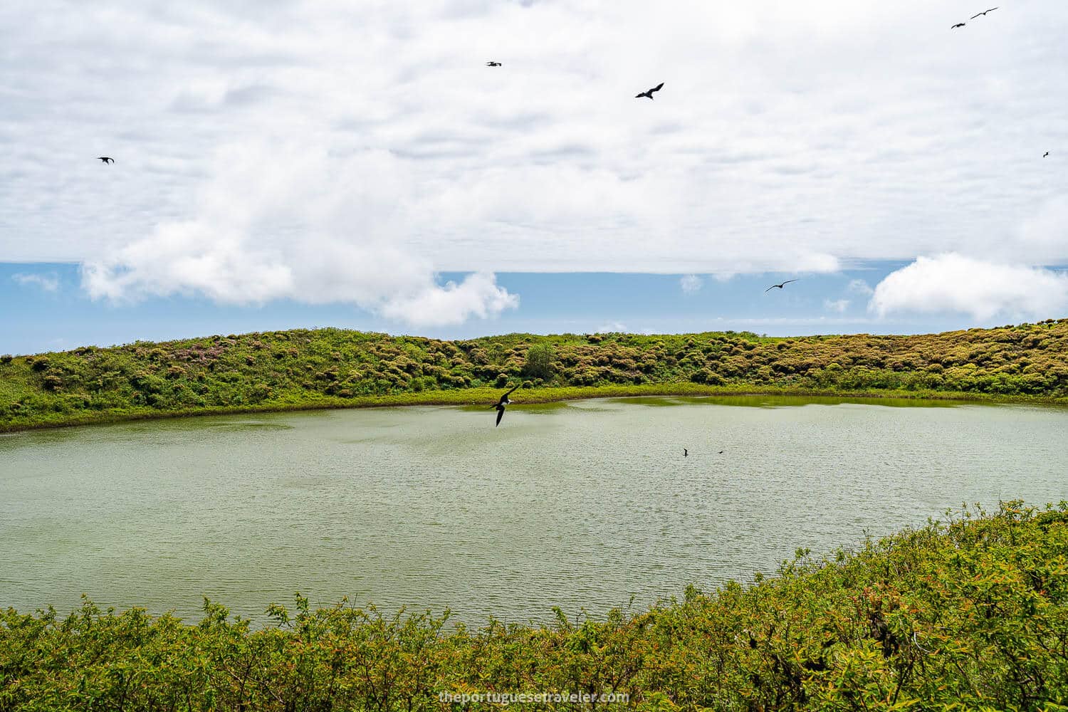 Frigatebirds over the El Junco lake
