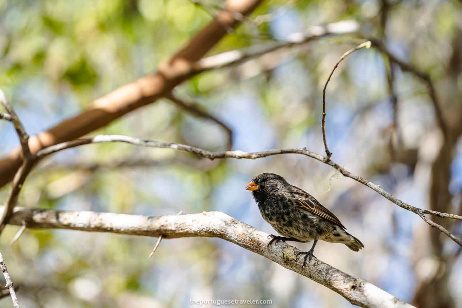 A vampire finch at the tortoise centre
