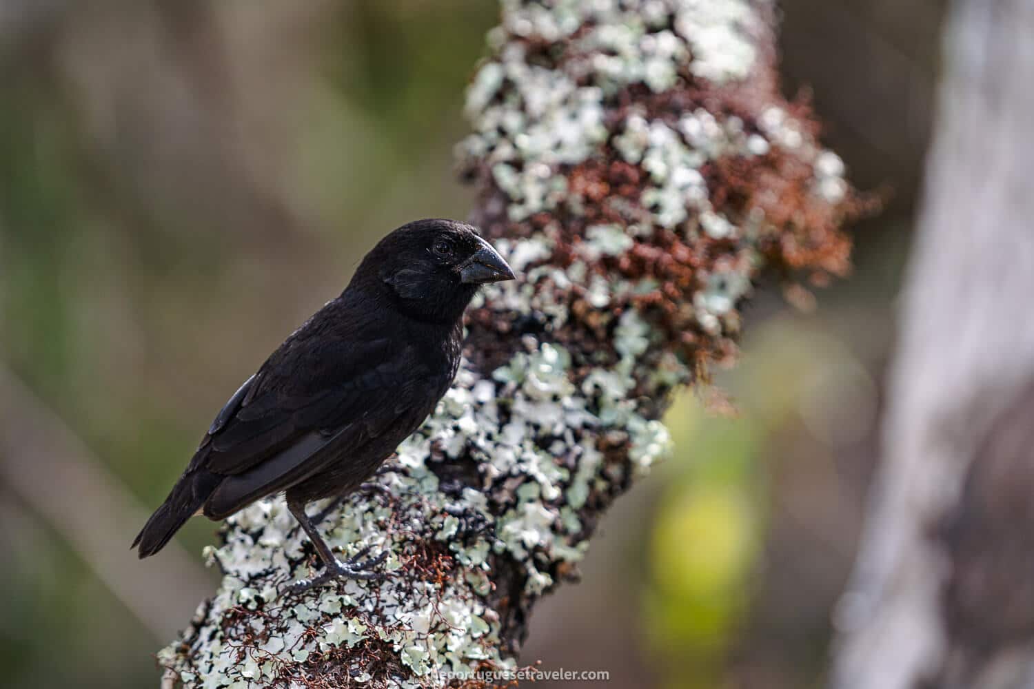 A black finch at the tortoise centre