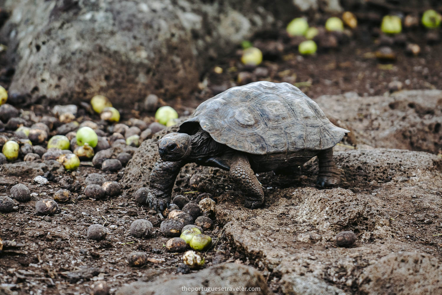 A baby Galapagos tortoise