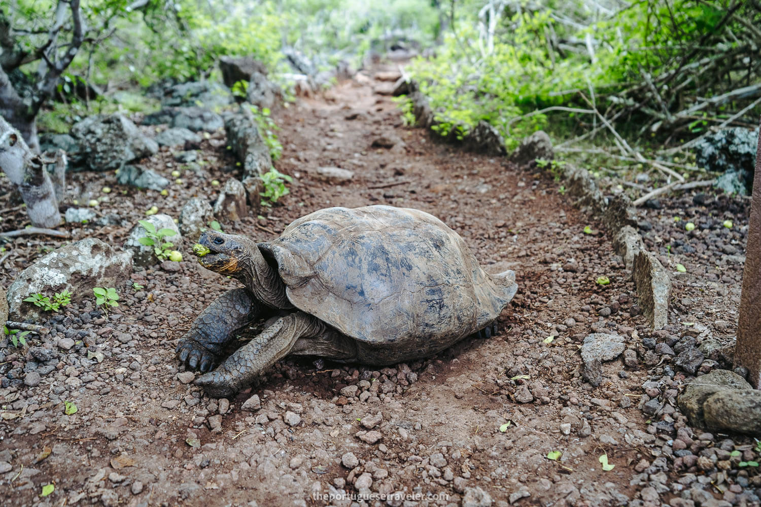 A saddleback tortoise