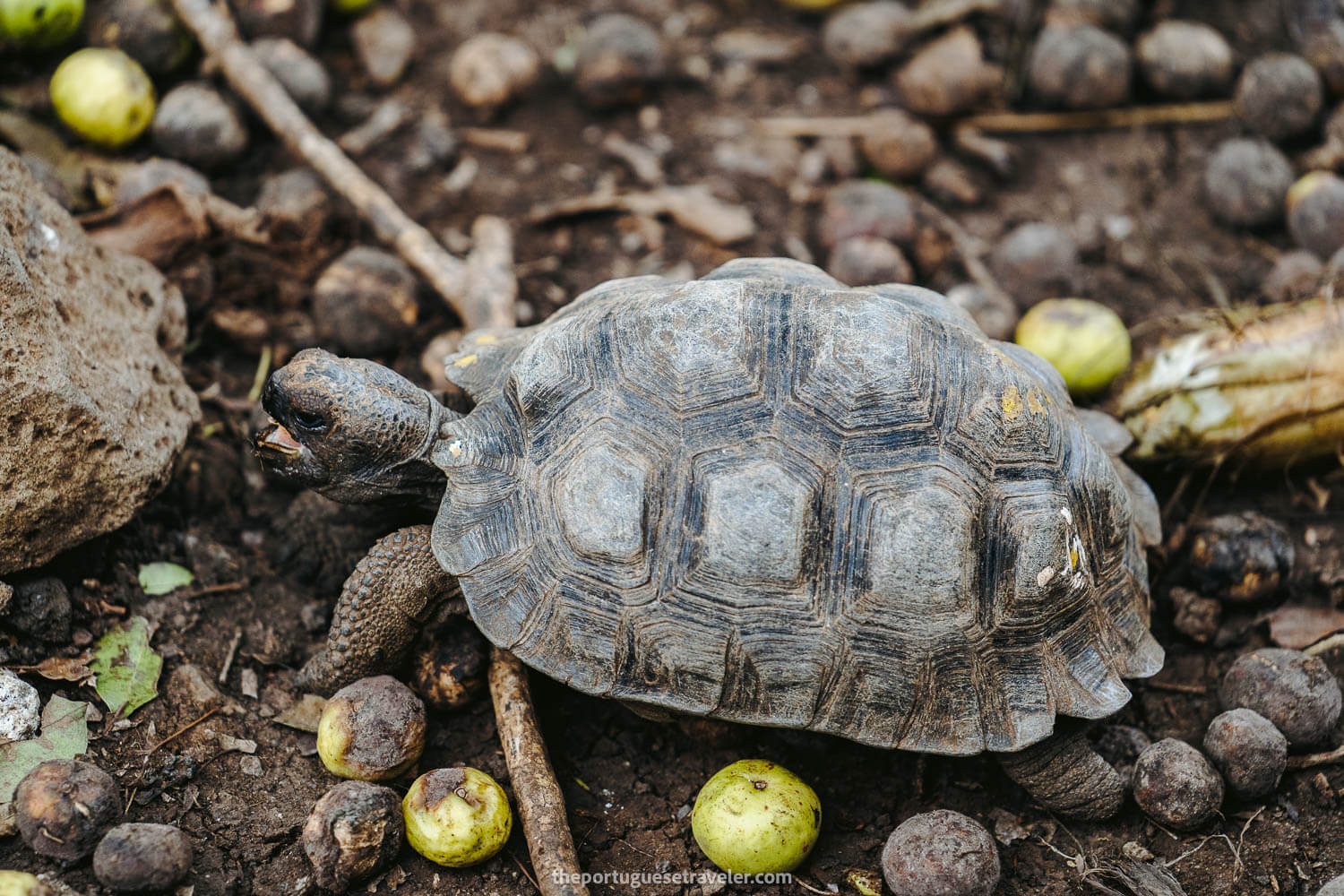 A baby Galapagos tortoise eating poisonous apples