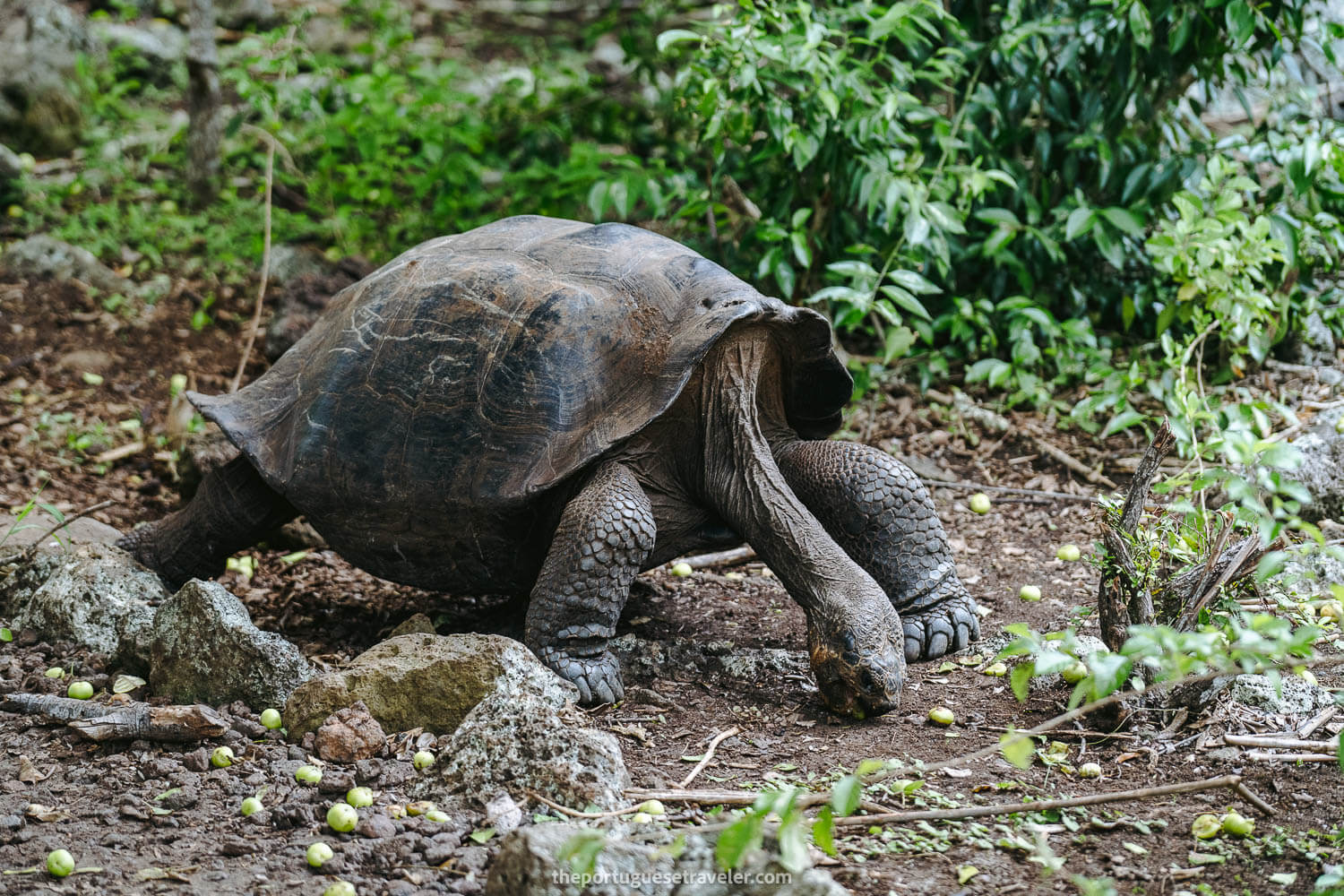 A giant Galapagos tortoise