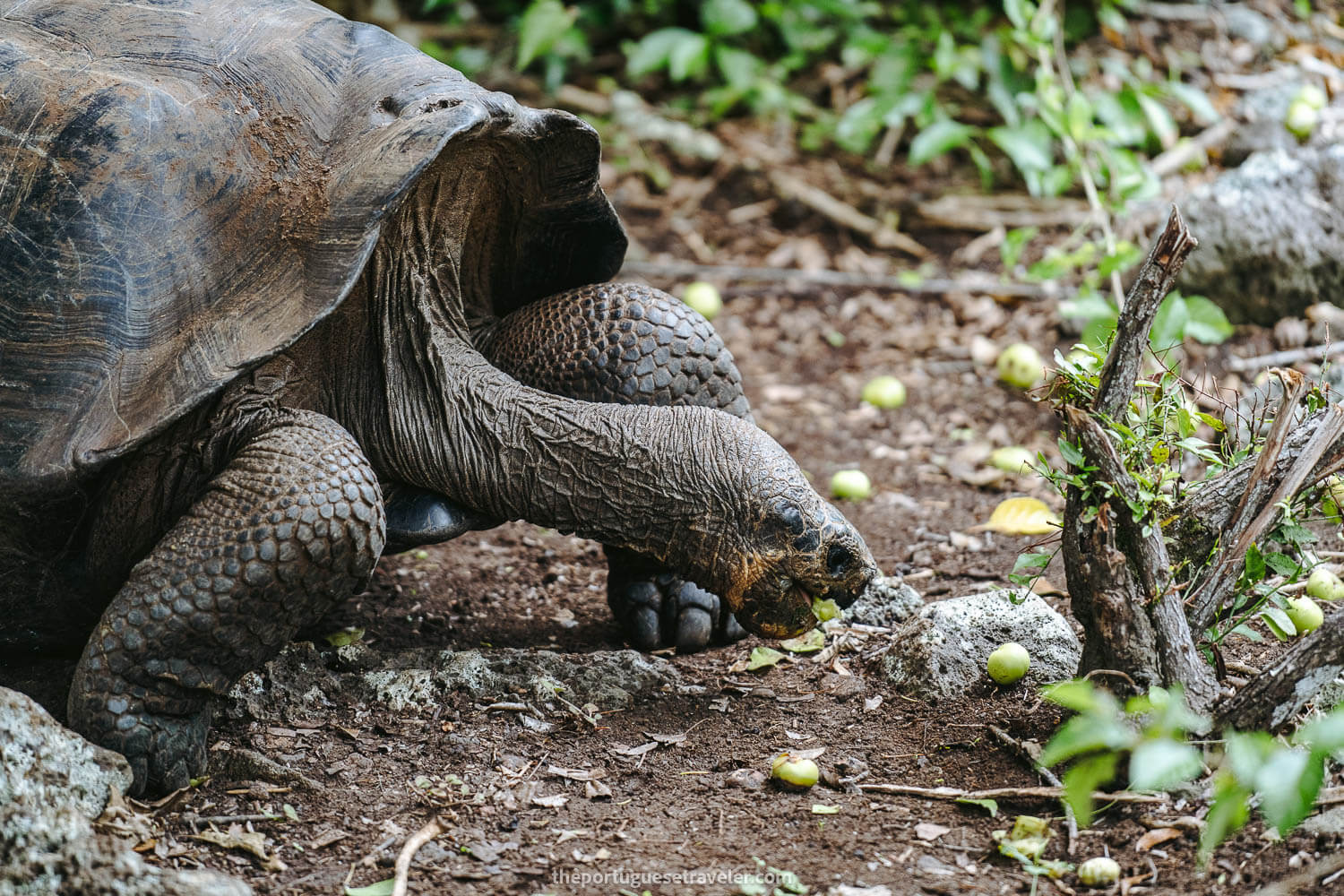 A giant Galapagos tortoise eating