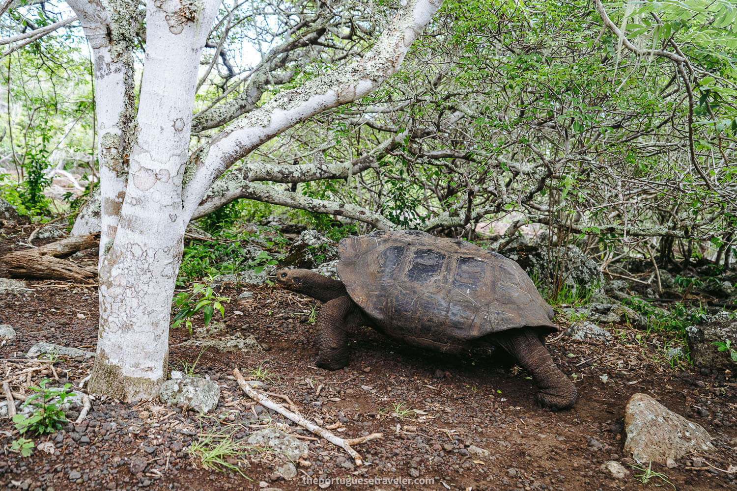 A giant Galapagos tortoise