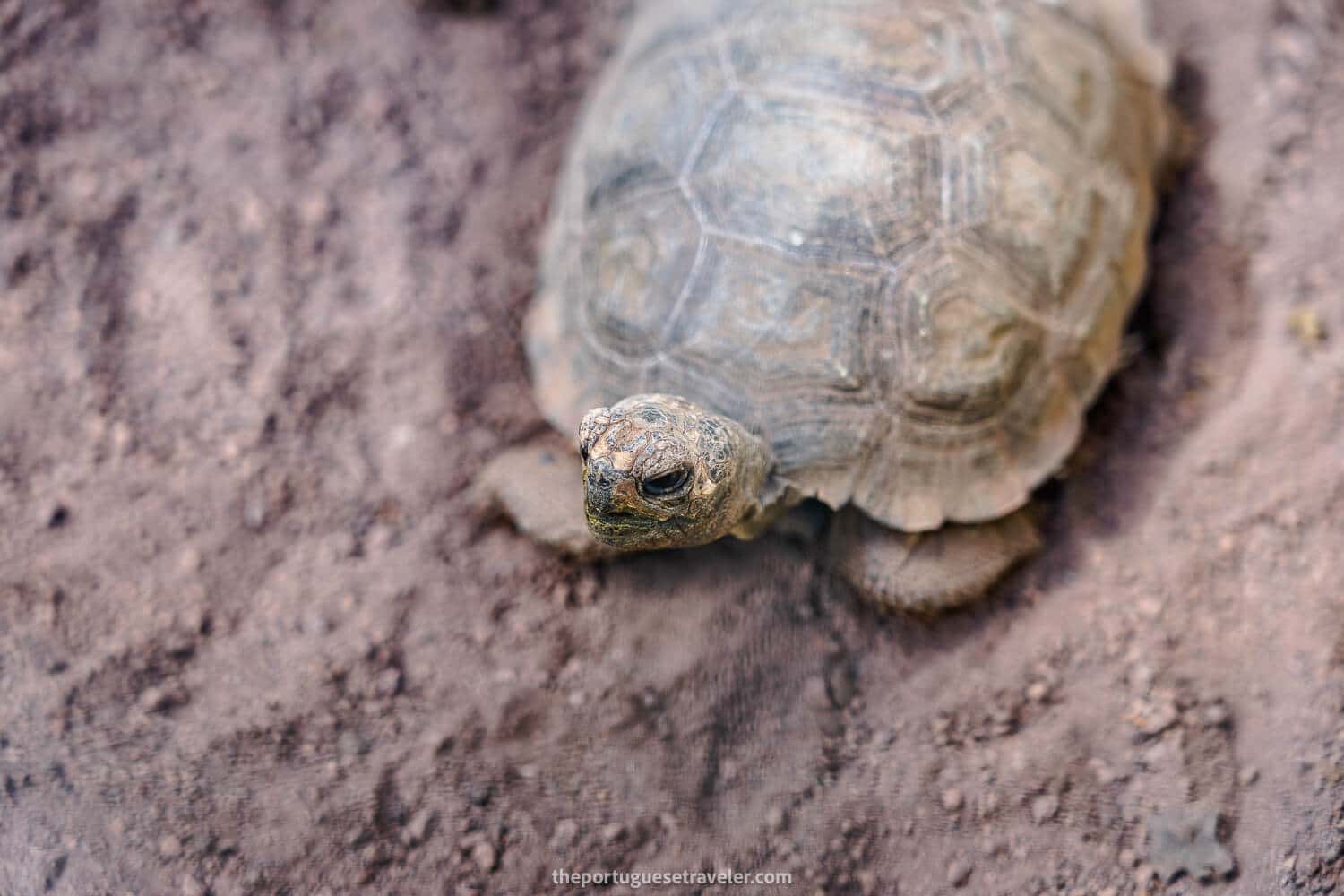 A baby tortoise at the centre