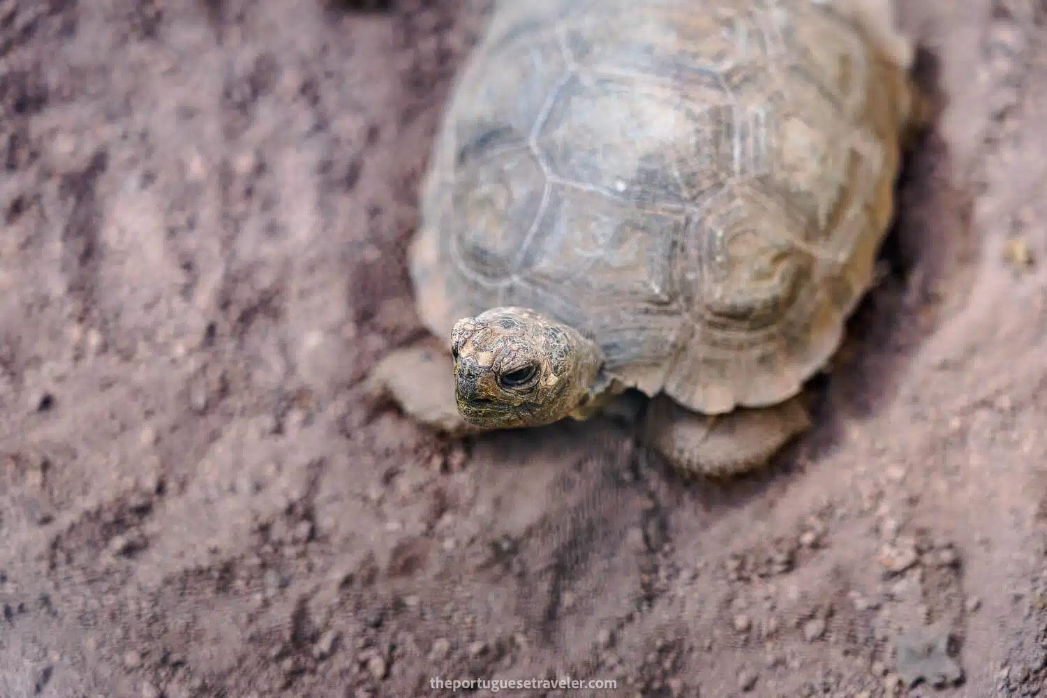 A baby tortoise at the centre