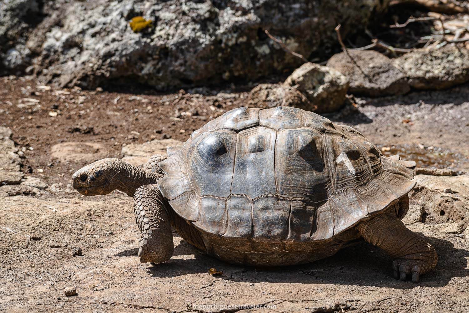 The most famous tortoise on this tortoise breed centre