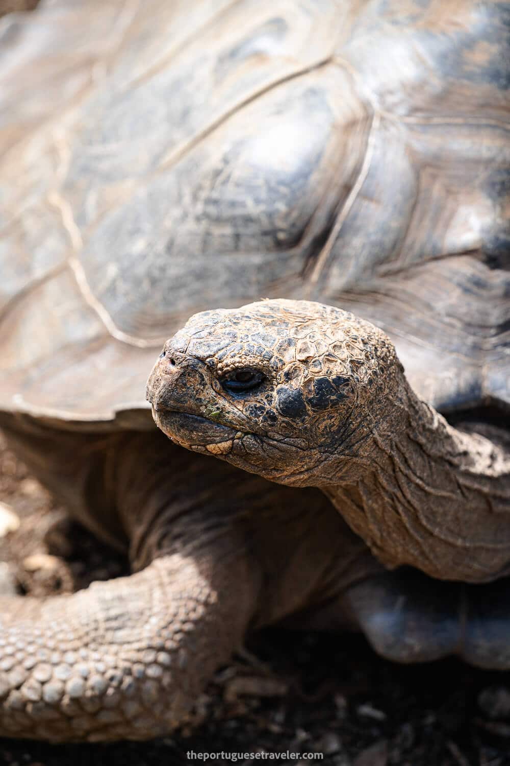 A giant tortoise at the centre