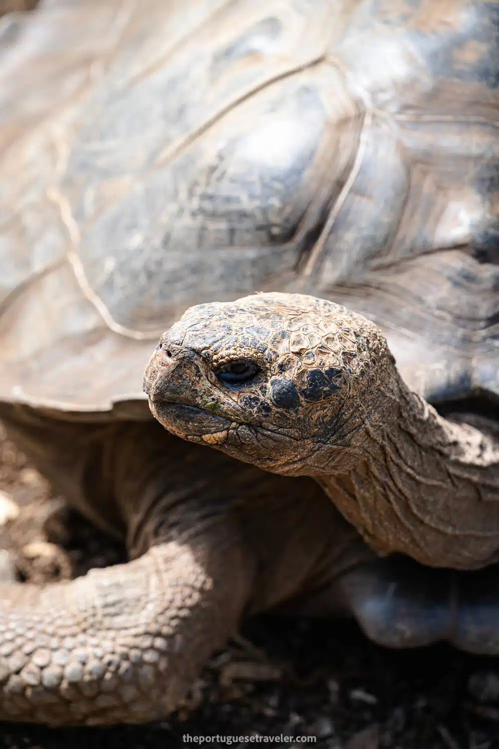 A giant tortoise at the centre