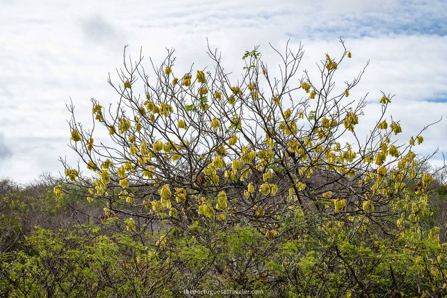 A matazarno tree on the way to Puerto Chino