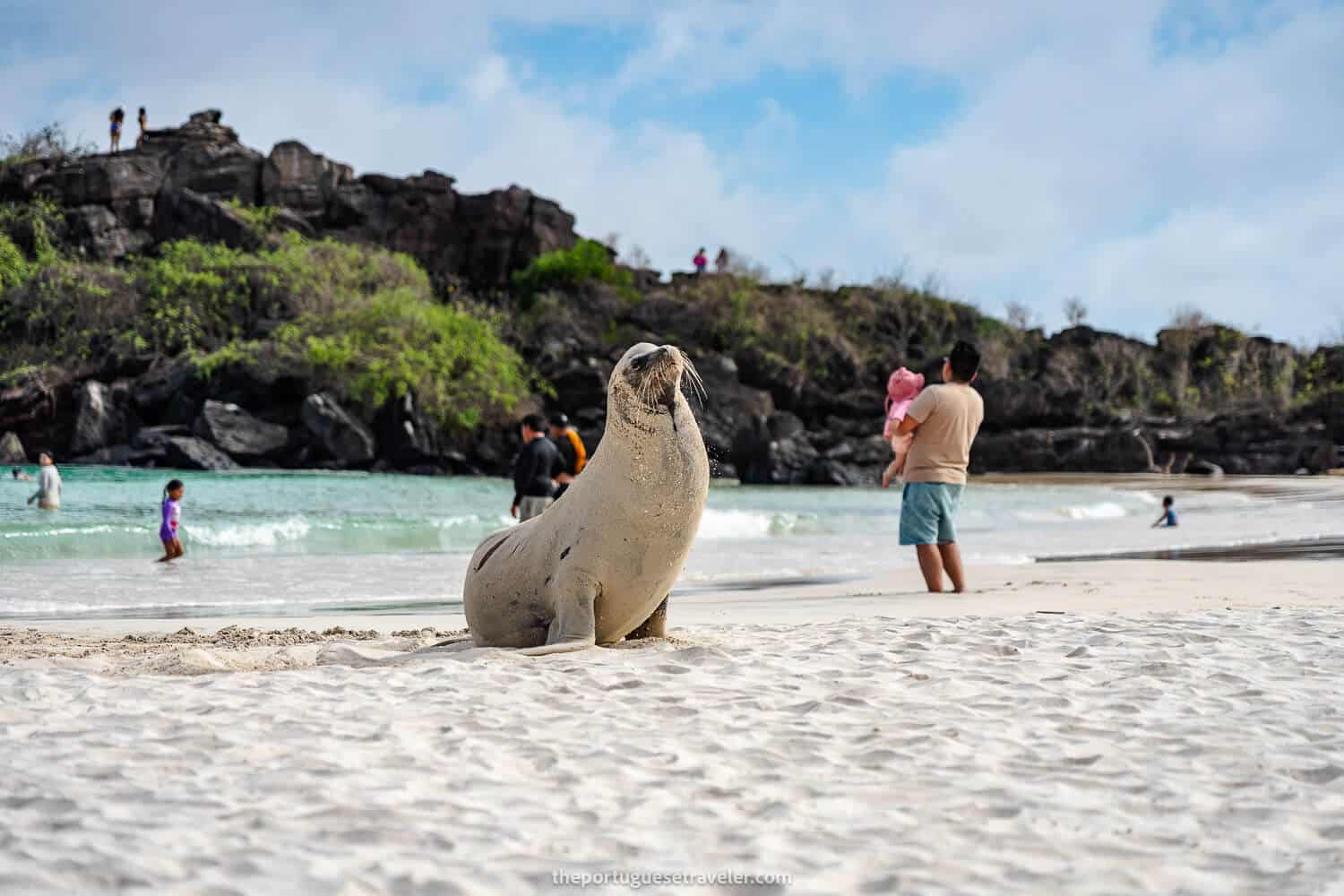 A croquette sea lion in Puerto Chino