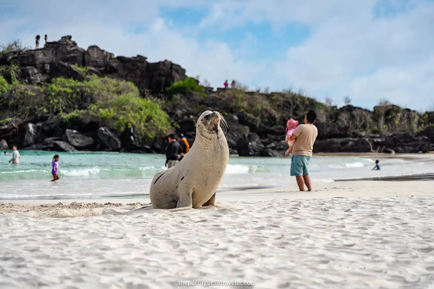 A croquette sea lion in Puerto Chino