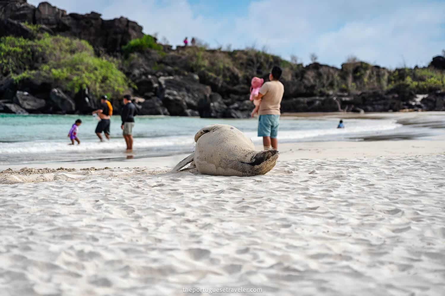 A sea lion rolling on the sand at Puerto Chino beach in San Cristobal