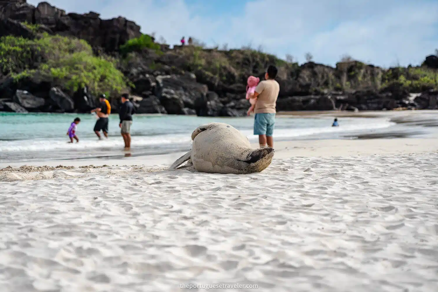 A sea lion rolling on the sand at Puerto Chino beach in San Cristobal
