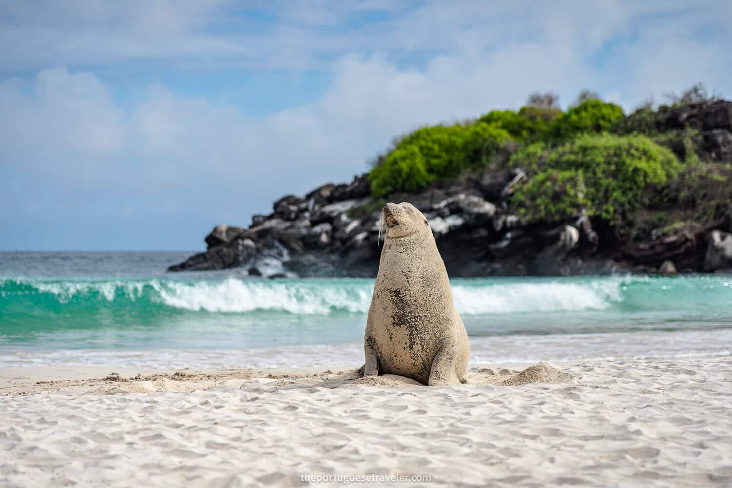 A sea lion croquette at Puerto Chino beach on the Highlands Tour of San Cristobal, Galapagos