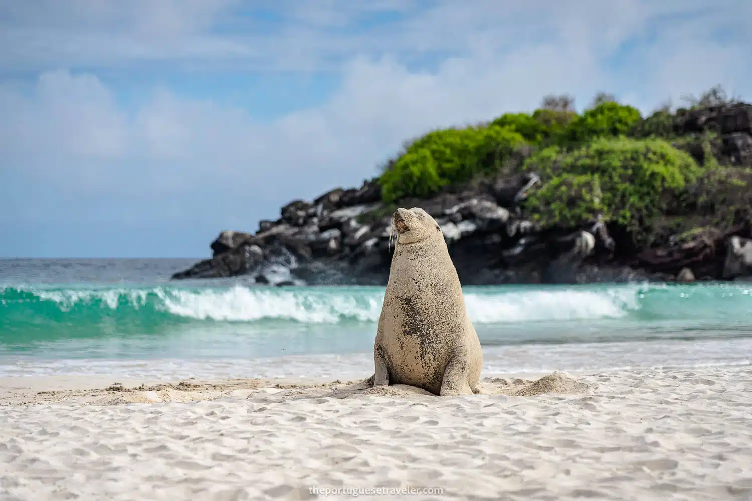 A sea lion croquette at Puerto Chino beach on the Highlands Tour of San Cristobal, Galapagos