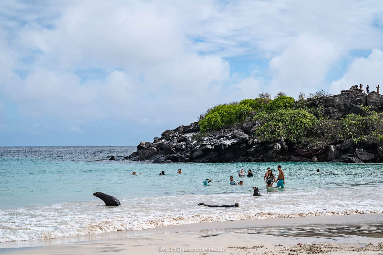 Puerto Chino full with sea lions