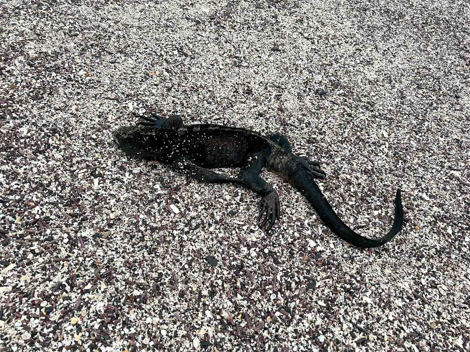 A marine iguana disguised as sand at La Loberia