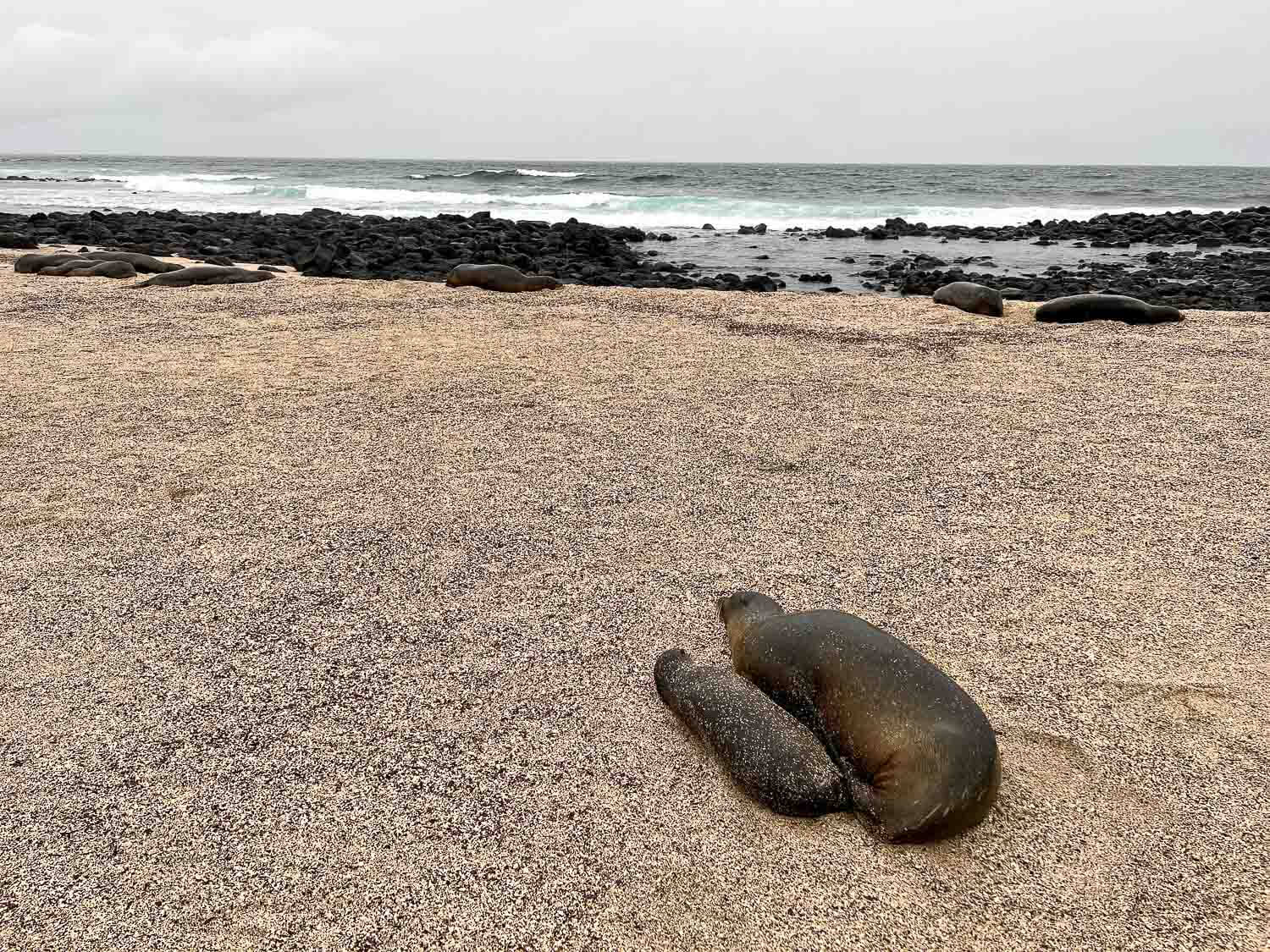 Sea lions sleeping in the sand of La Loberia beach