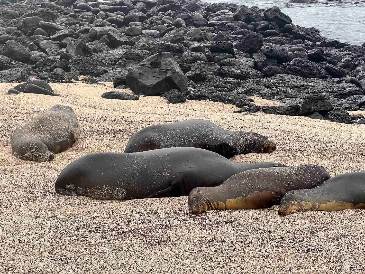 Sea lions sleeping on the sand at La Loberia beach in San Cristobal