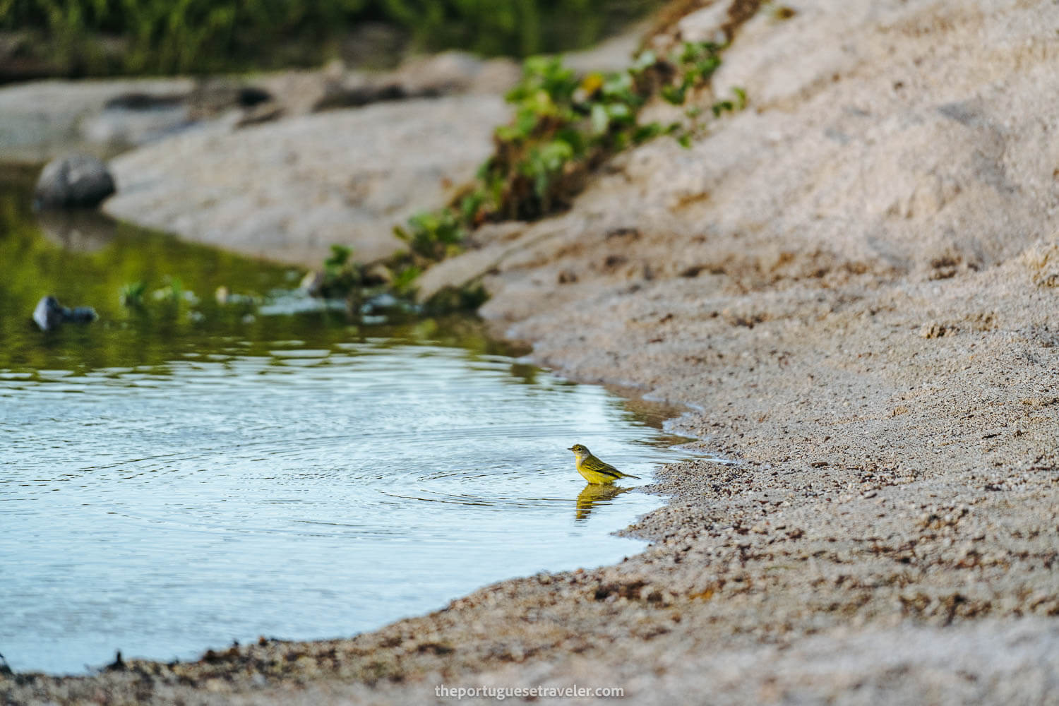 A yellow bird on the lagoon