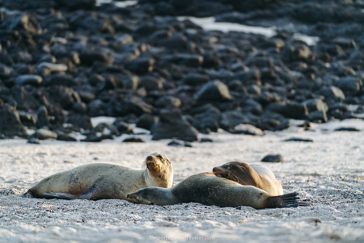 Chilling sea lions at La Loberia beach