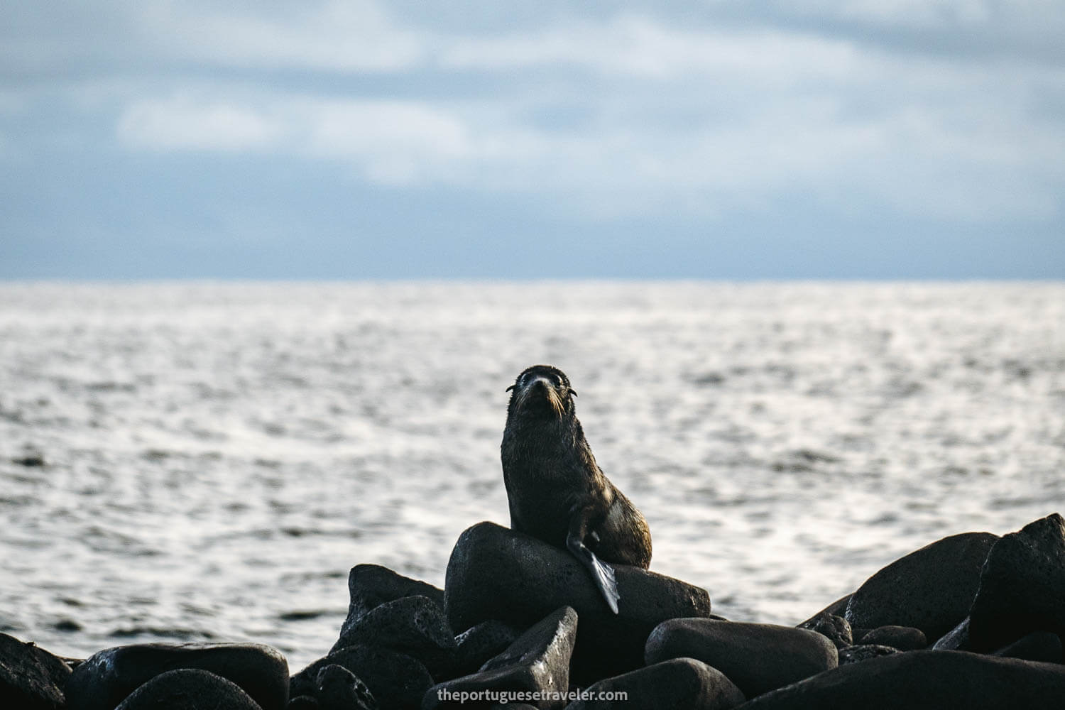 A sea lion pup on the rocks