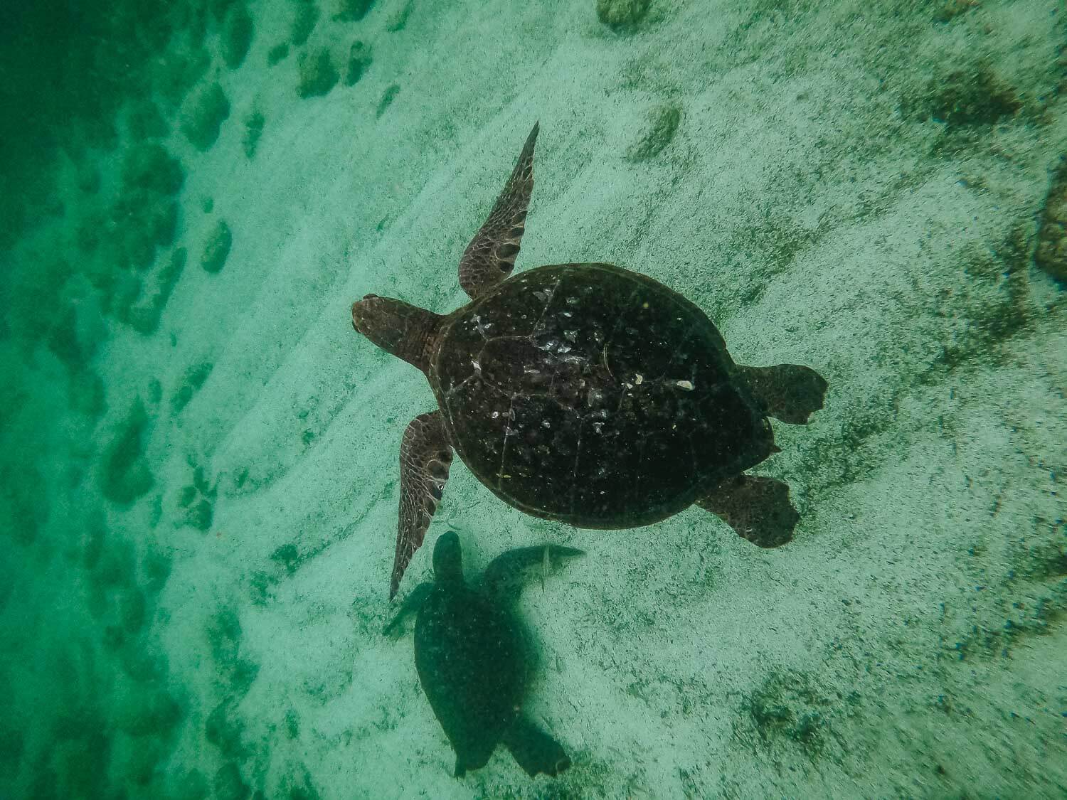 Sea turtles at La Loberia beach