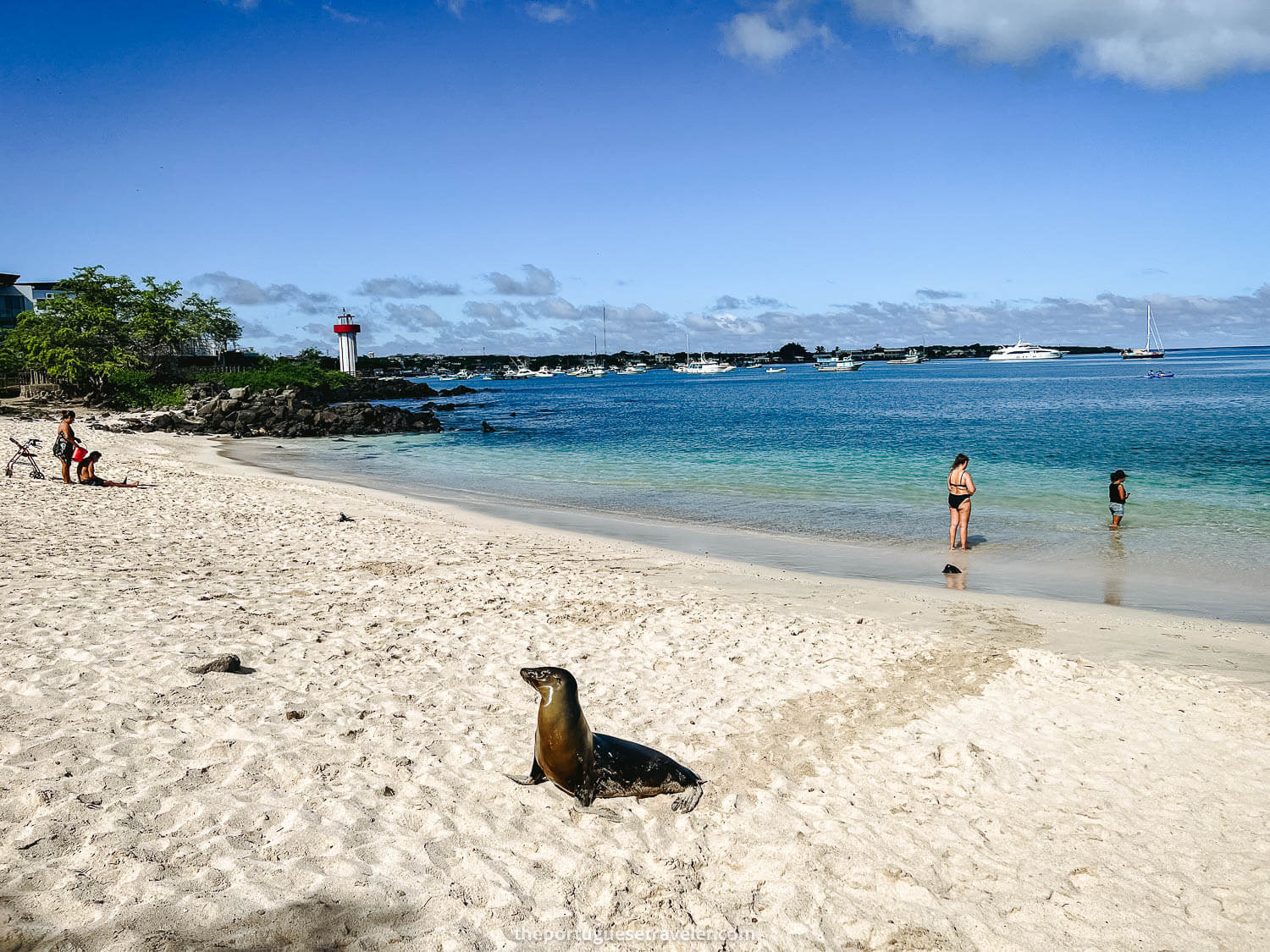 The baby sea lion posing for the photos before approaching