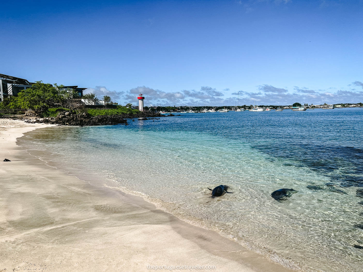 Sea lions at Playa Mann