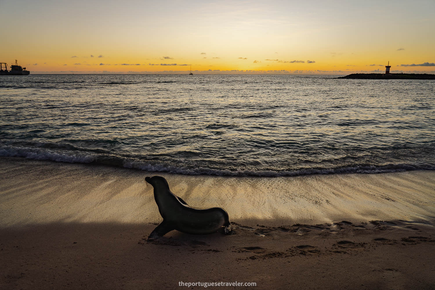 A sea lion posing at Sunset