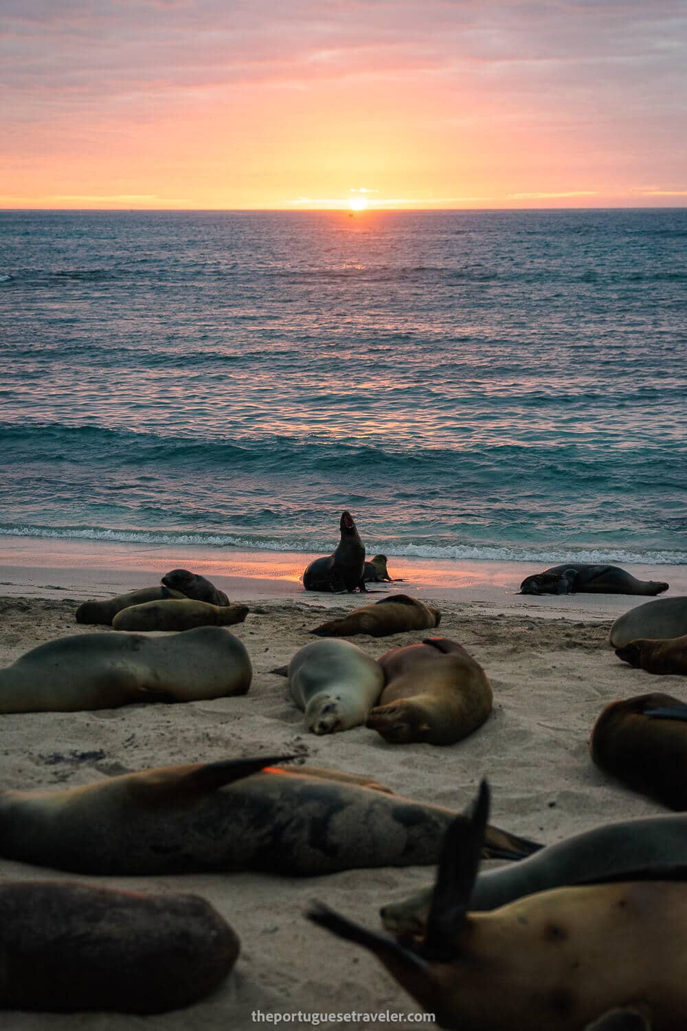 The sunset at Punta Carol filled with sea lions