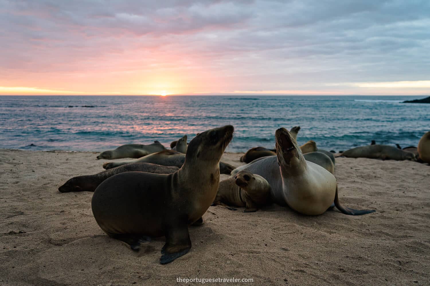 Sea lions fighting over the sunset in Punta Carola beach - Galapagos Travel Safety