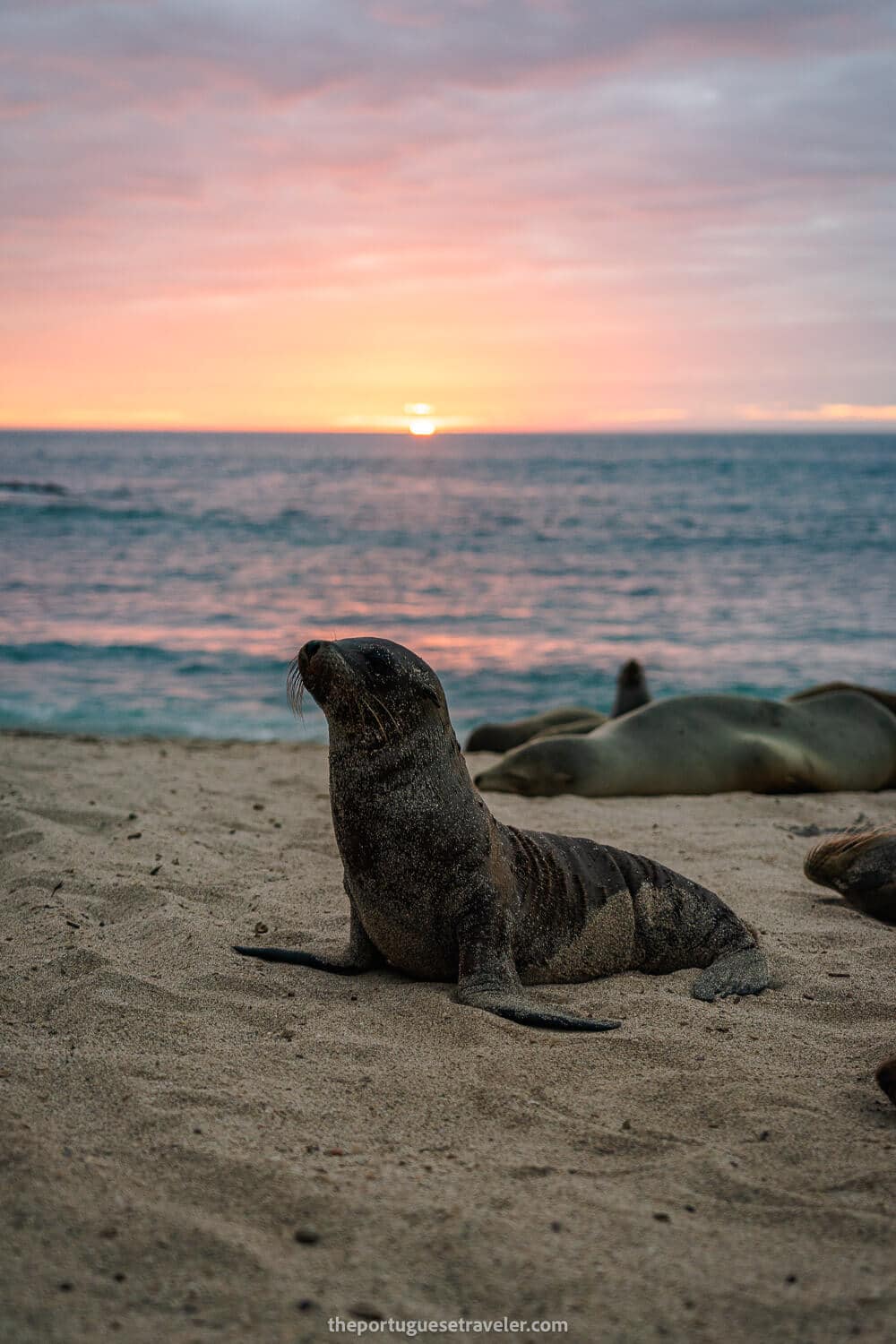A baby sea lion in Punta Carola beach