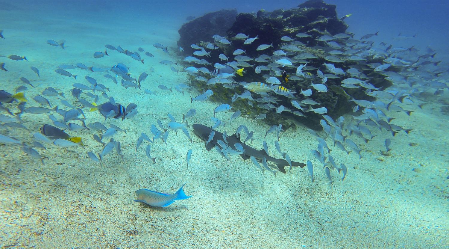 Black tip reef shark hidden inside a school of fish