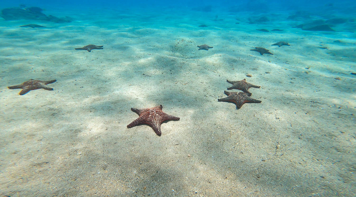 A sea of starfish around Bartolome Island