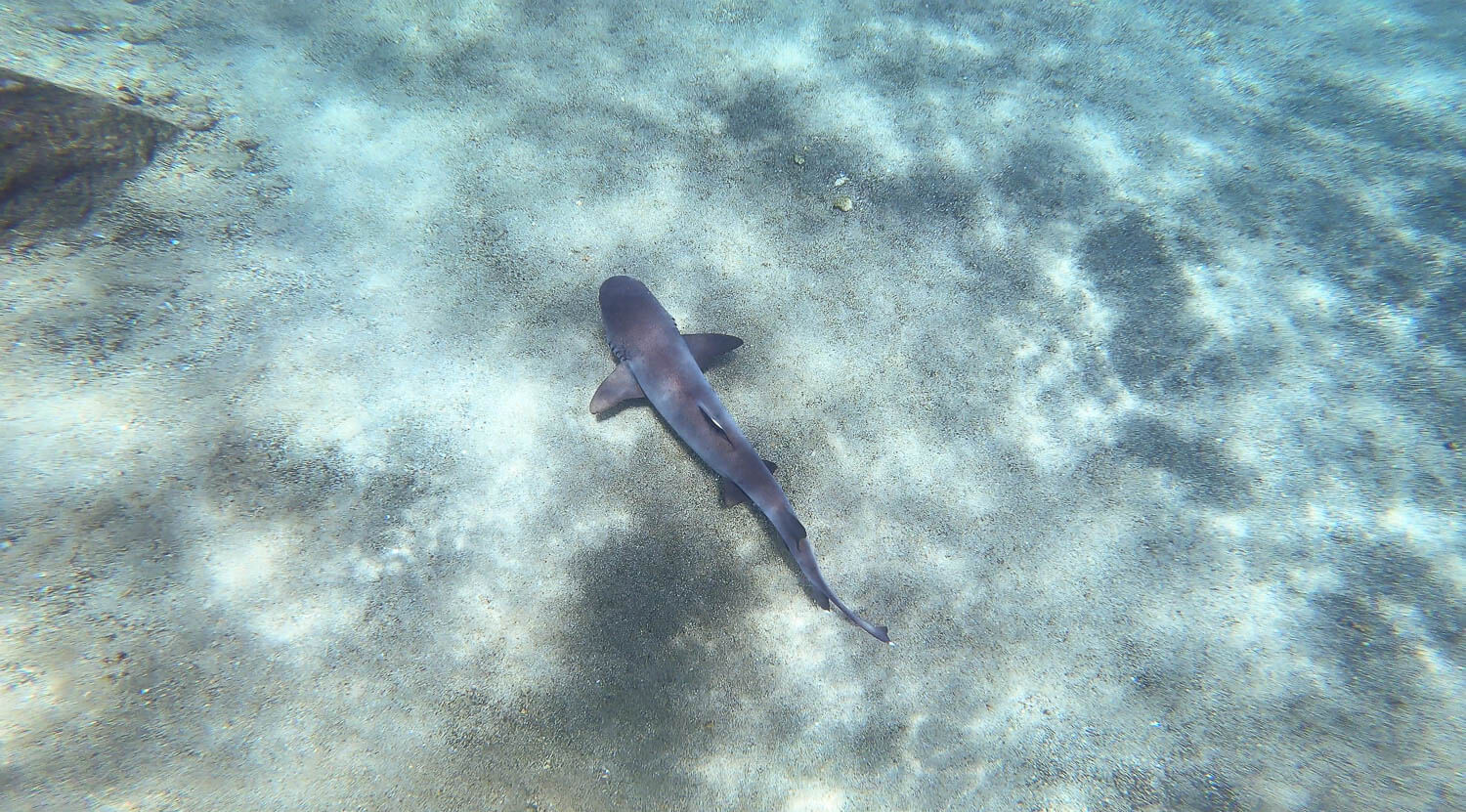 A white tip reef shark underneath the waters of Bartolome Island