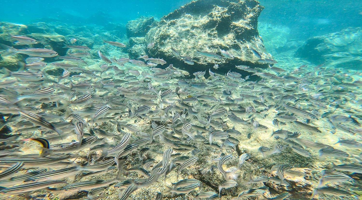 A huge school of fish