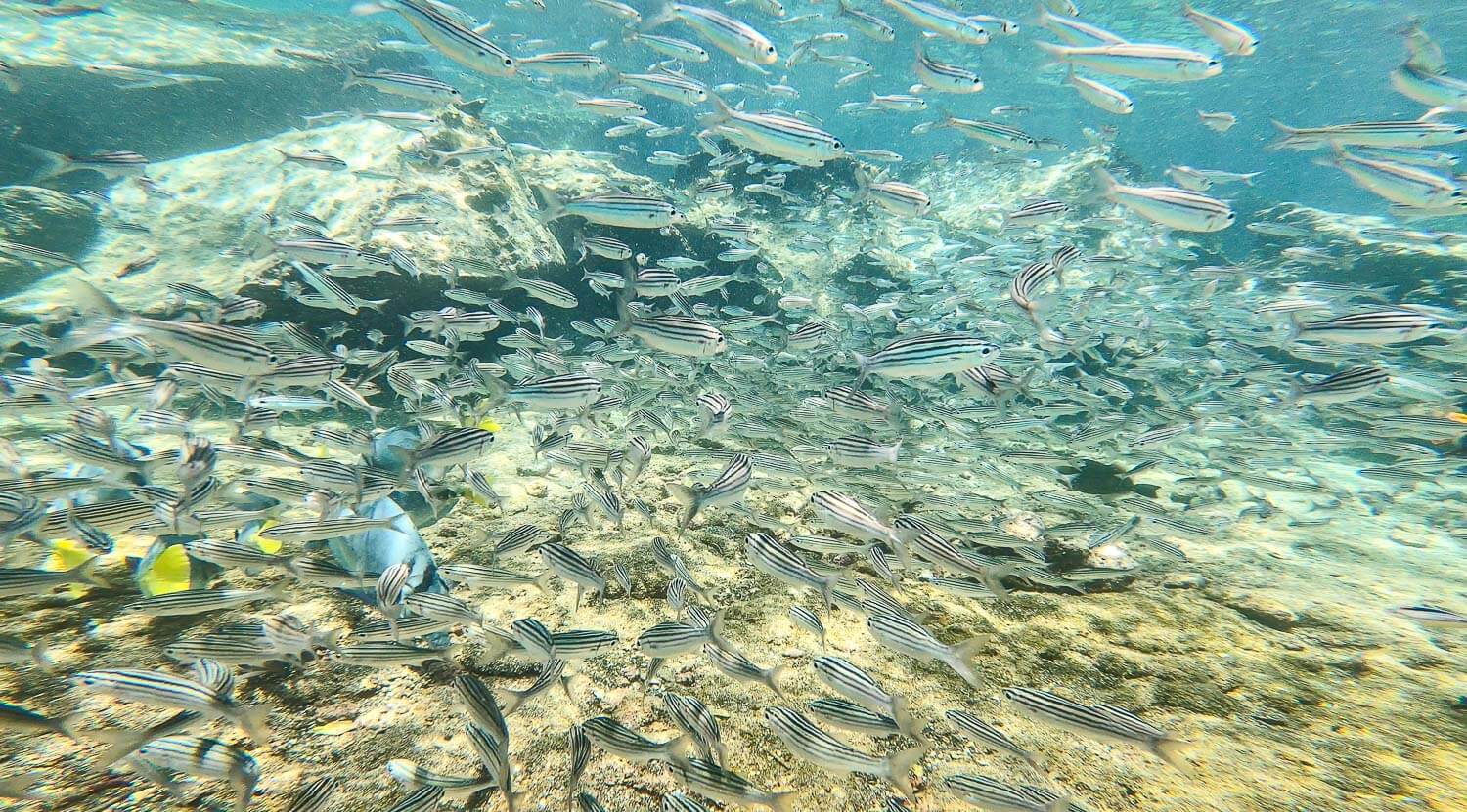 A huge school of fish