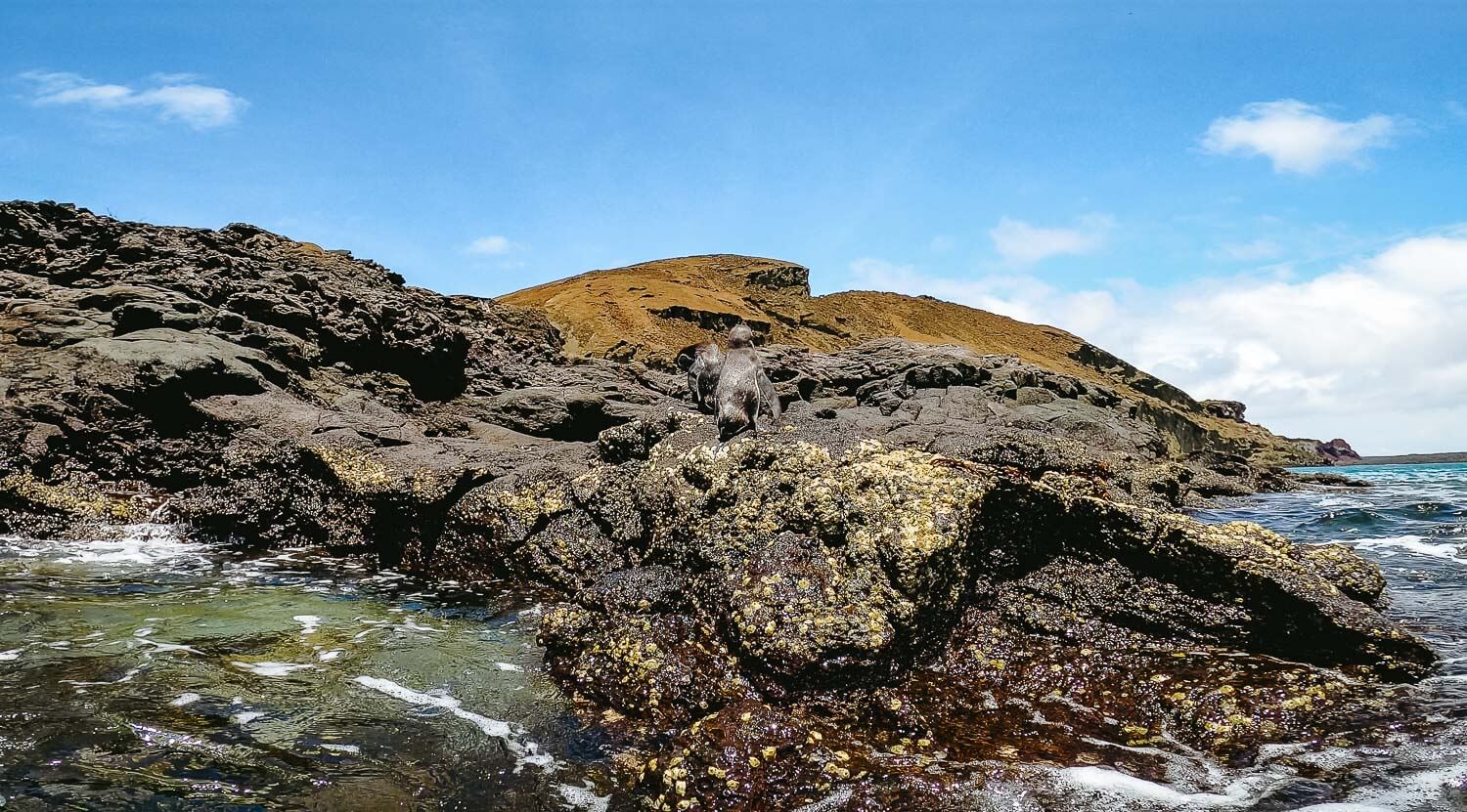 Spotted some penguins chilling on the rocks above water