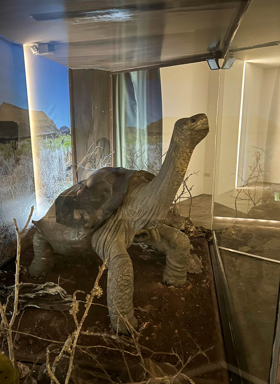 Embalmed Lonesome George giant tortoise