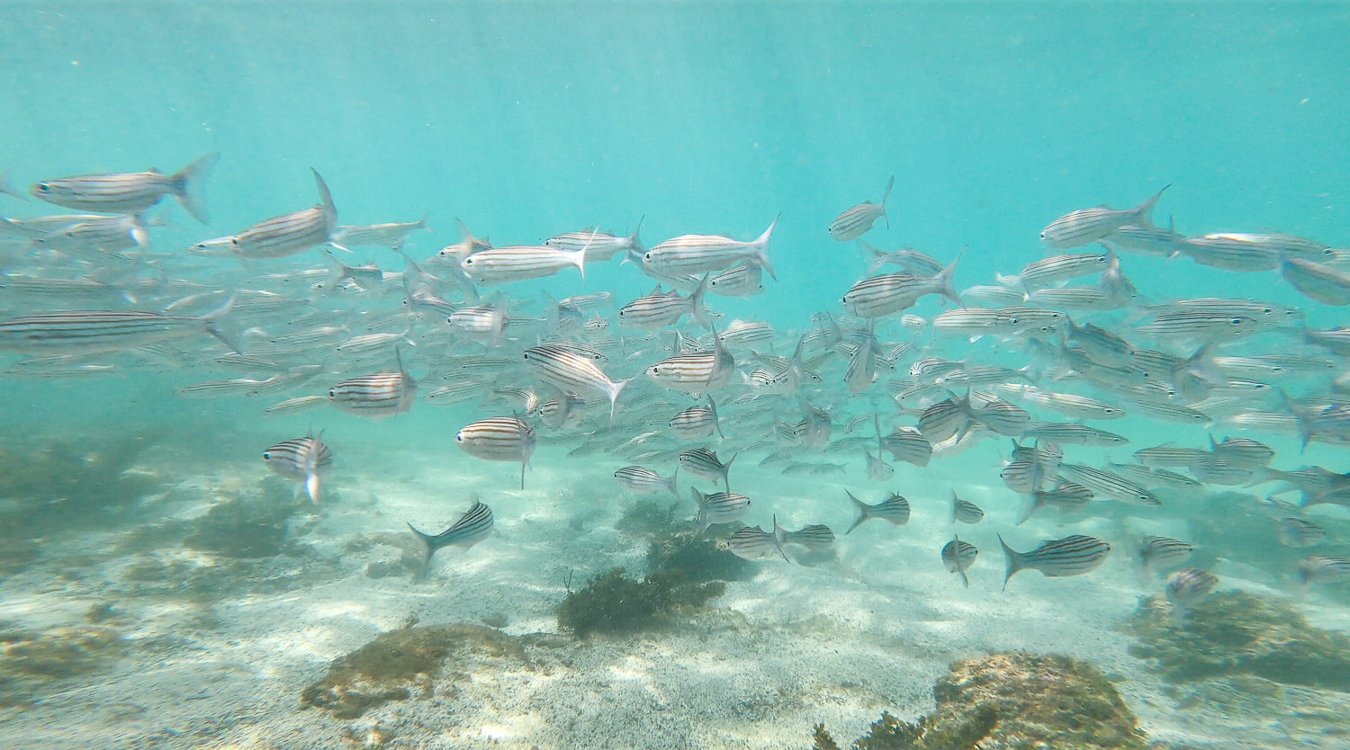 A school of fish while snorkeling at Loberia beach