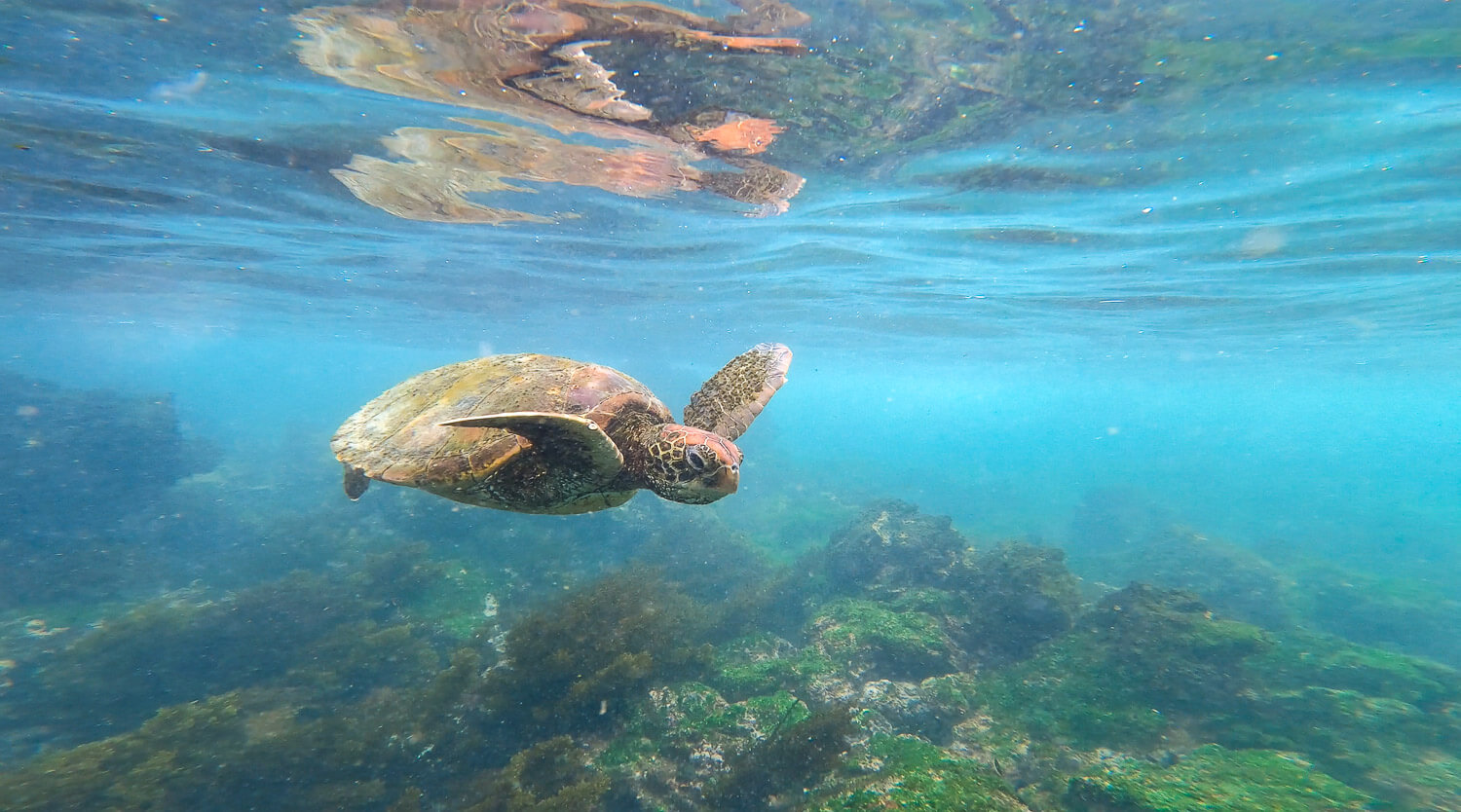 A cute turtle while snorkeling at Loberia beach in Floreana island