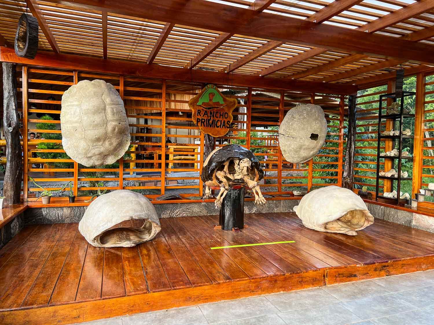Giant tortoise shells at the museum of Las Primícias Reserve